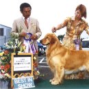 에이스 켄넬 이미지