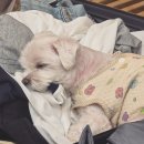 씨엘로 펜션 | 제주 반려견 동반 숙소 다녀온 후기｜서귀포 씨엘로펜션 (추가요금 없음)