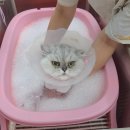 코코보노 고양이호텔 | 대구고양이미용 무냥무냥 원대점 재방문 후기, 내돈내산 장모종 무마취미용