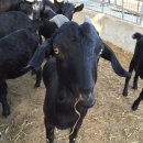 에코원흑염소 이미지