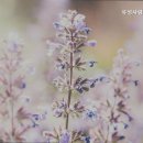 유성사랑나무