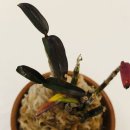 백자천 티스토리