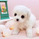 미유펫대구 강아지분양고양이분양(도그플러스동물병원) 이미지