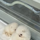 모두오구샵 네이버블로그