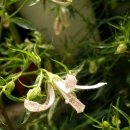 홍사초롱 이미지