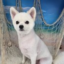 이루다 펫살롱 이미지