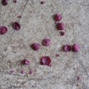 감물농장 이미지