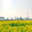 오조리-5 | 짱구네 유채꽃 밭 성산 근처 제주 유채꽃 2–3월 방문 후기