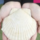 더가리비 이미지