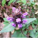 우리나라 고유의 토종 5대 항암 약초는.. 이미지