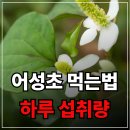 어성초한의원 | 어성초 먹는법과 하루 섭취량 제대로 아시나요?