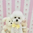 아멍띠에 이미지