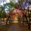 시청앞 가로수길 이미지