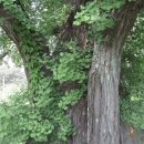 영주 금성대군 신단 이미지