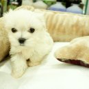 미스터독 이미지