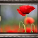 사과나무집 이미지