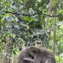 몽키김밥 이미지