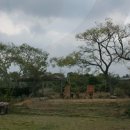 함덕, 수형 이미지