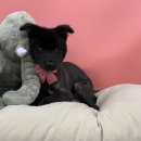 비마인 독 이미지