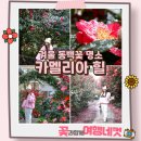 제주 카멜리아힐 겨울 동백꽃 명소 포토존