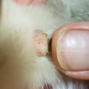 야이노마 이미지