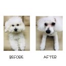 로라펫 하우스 이미지