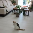 한국영양전문동물병원 이미지