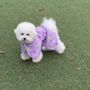 아이라잇댕