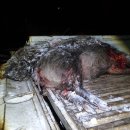 마리머리 이미지