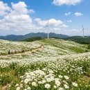 청옥산깨비마을 야영장 | 2026 평창 육백마지기 데이지 개화현황 | 깨비마을 캠핑장 명당 + 대관령 한우 미식 코스