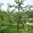 삽티농장 이미지