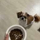 펫클럽강화점 | [강아지 사료 추천] 강아지 관절에 좋은 펫클럽 데이스포 '우리아이 건강한 관절 사료'