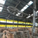 수리한우농장 이미지