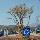 양평수목 이미지