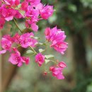 상동호수공원 이미지