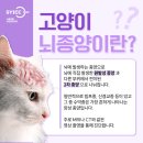 서울동물영상종양센터 네이버블로그