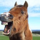 다람쥐마을 이미지