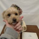 으르렁대 이미지