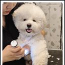 서면애견미용 맘바이 강아지 미용실 이미지