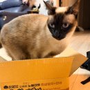 노블캣 | 오베르캔 고양이 참치캔 후기 흰살참치 고양이 캔간식 추천