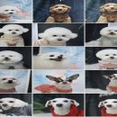 제시 펫 살롱 이미지