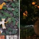 백여농장 이미지