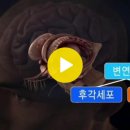 [감각] 감각교육과 뇌발달 1탄 : 우리의 뇌는 각자 다른 특유한 뇌의 구조를 갖고 있다. 이미지