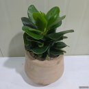 지하상가A | 요즘 대전꽃집 픽: 도우미꽃식물원 중앙로지하상가점 핫플 후기