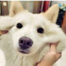 착한강아지 이미지