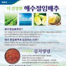 홍병희 - 해수절임배추 이미지