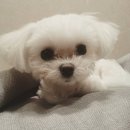 두부나라 - 부평구 마장로393번길 2 | 두부나라