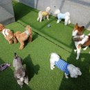 데일리 댕댕 이미지