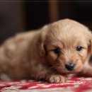 아이러브 동물병원 이미지