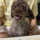 간식세끼 | [강아지 생일파티] 쪼꼬루 7살 생일 축하해! 강아지 케이크 &amp; 파티세트 후기, 간식세끼 잘먹었개